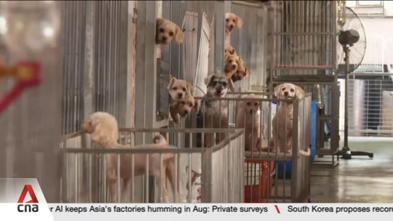 8 commercial tenants at The Animal Lodge unsuccessful in renewing lease 