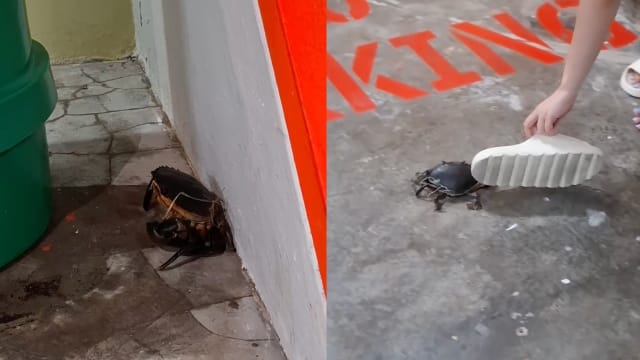 停车场惊现螃蟹乱窜还夹走拖鞋