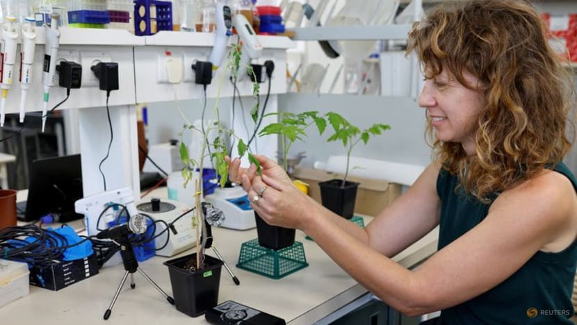 Israeli research finds that when plants talk, insects listen Israeli research finds that when plants talk, insects listen