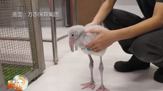 晨光|晨光聚焦:今年首五个月 万态迎370只动物宝宝 晨光|晨光聚焦:今年首五个月 万态迎370只动物宝宝