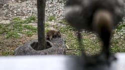 Related article image