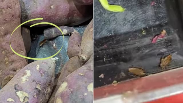 超市蔬菜区现蟑螂 食品局：已着手调查