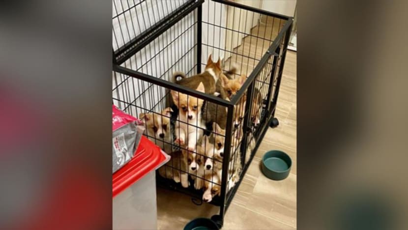 Pasangan suami isteri disiasat jalankan pembiakan haram; 19 anjing dipindahkan dari rumah mereka Pasangan suami isteri disiasat jalankan pembiakan haram; 19 anjing dipindahkan dari rumah mereka