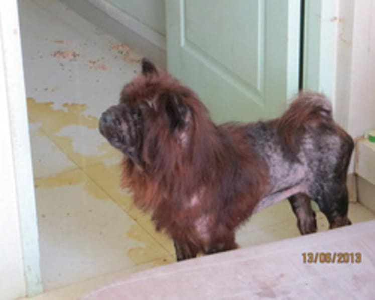 Woman seeks to retract guilty plea in animal abuse case
