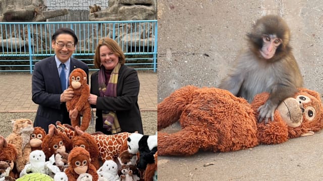 被母弃养小猴紧抱玩偶走红 日本商家送“备用妈妈”打气