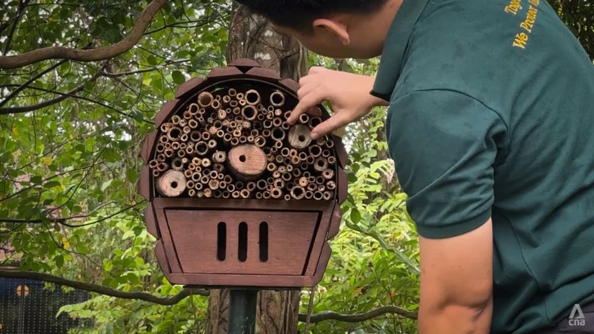Pollinating flowers, controlling pests: New ‘hotels’ for insects open in Mandai Pollinating flowers, controlling pests: New ‘hotels’ for insects open in Mandai