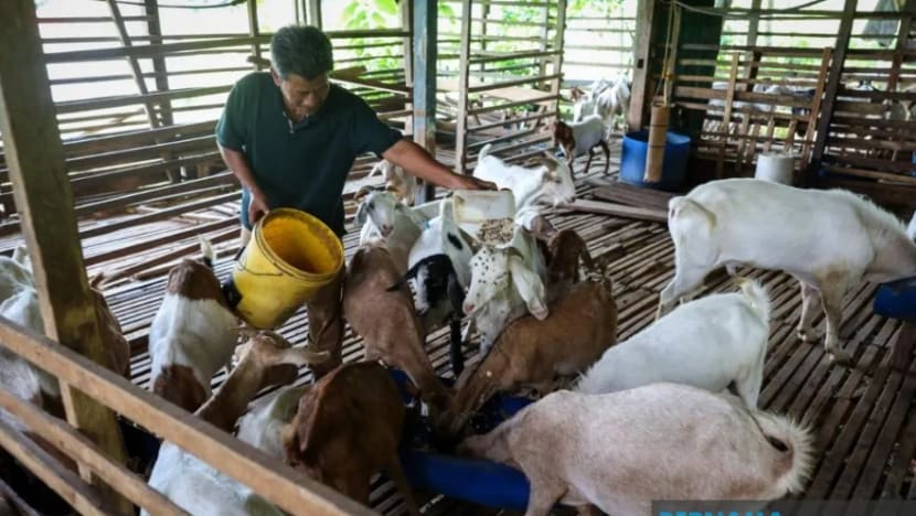Pesara belajar ternak kambing dari YouTube Pesara belajar ternak kambing dari YouTube