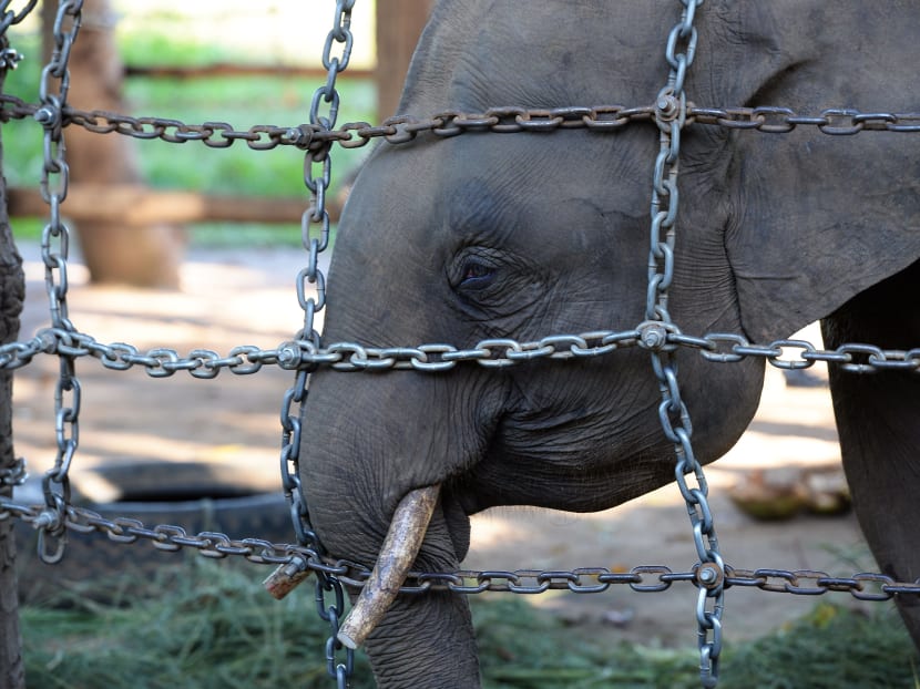 Survival of the unfittest: Vietnam’s disappearing elephants