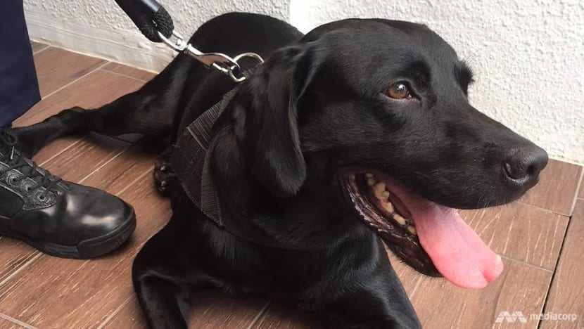 HDB flat dwellers allowed to adopt retired sniffer dogs under pilot programme HDB flat dwellers allowed to adopt retired sniffer dogs under pilot programme