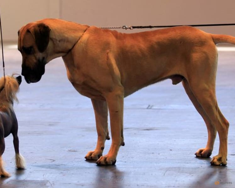 Large dogs age more quickly than small dogs at a molecular level