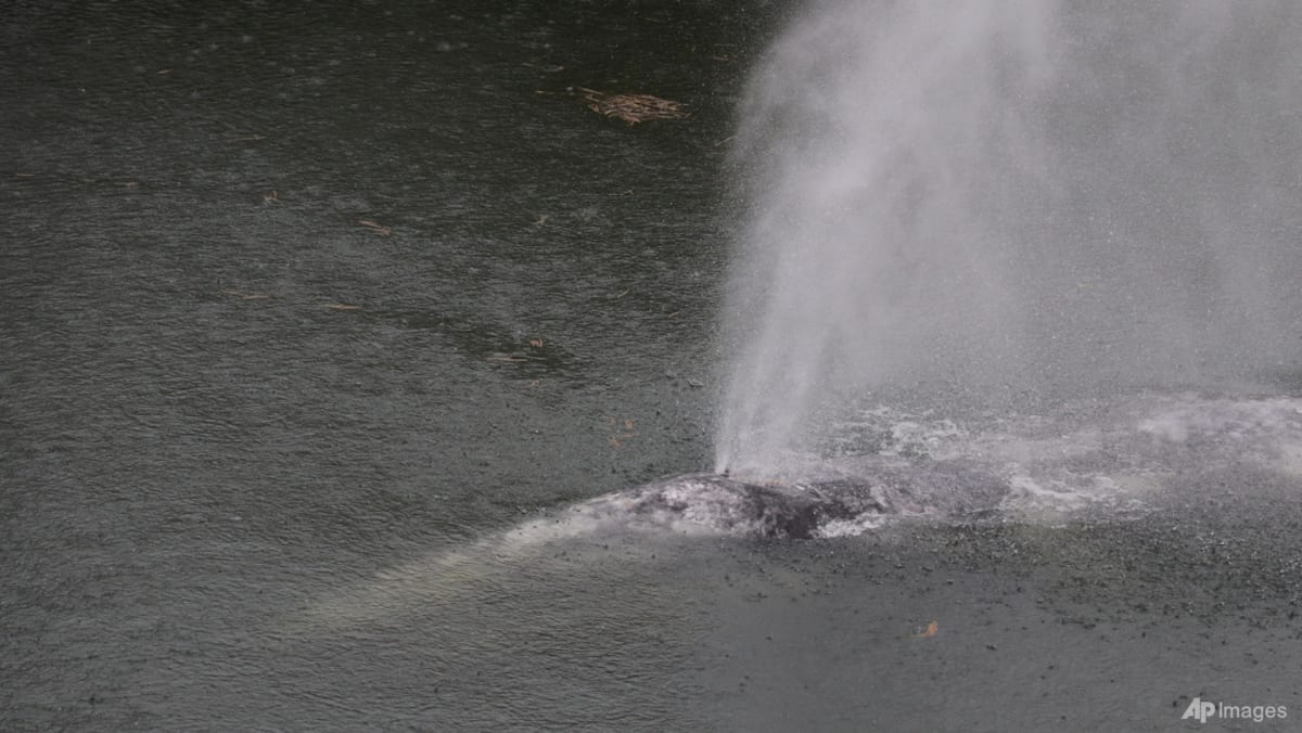 A gray whale that swam 20 miles up a Washington state river is found dead
