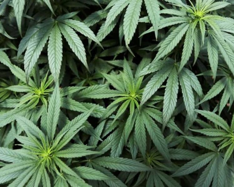 SIM student nabbed after man he sold cannabis to was arrested, gets jail and caning