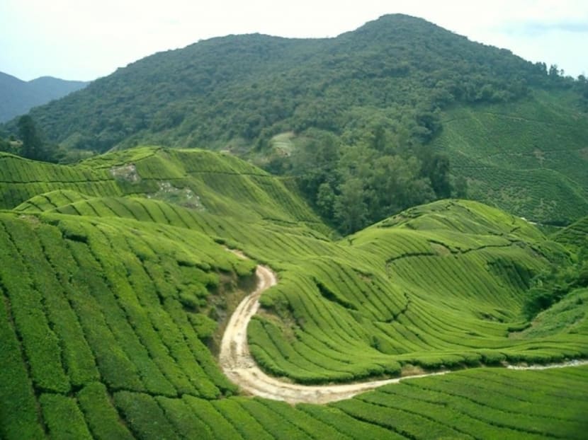 A file photo of Cameron Highlands. A file photo of Cameron Highlands.