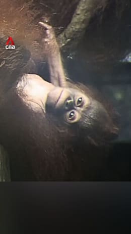 Meet Ayaan, Singapore’s first orangutan baby born from artificial insemination
