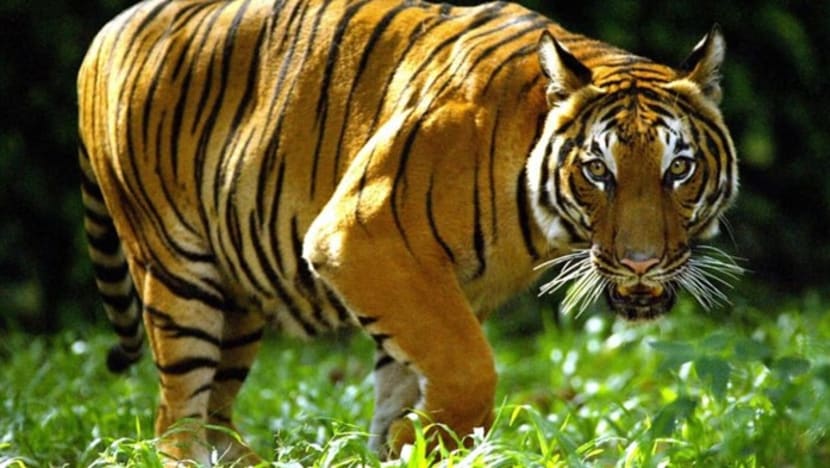 Perangkap dipasang selepas 3 mati dibunuh harimau di Kelantan