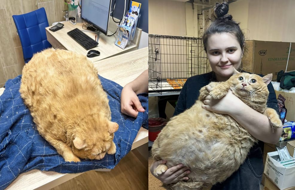 俄罗斯橘猫被医院员工过度“宠爱” 胖达17公斤无法行走- 8world