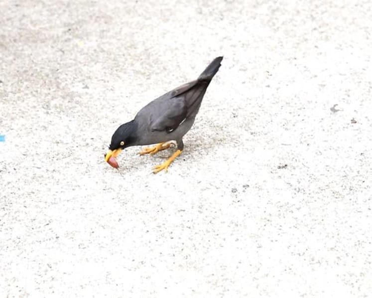 Woman fined for repeatedly feeding wild birds, throwing food out from vehicle window