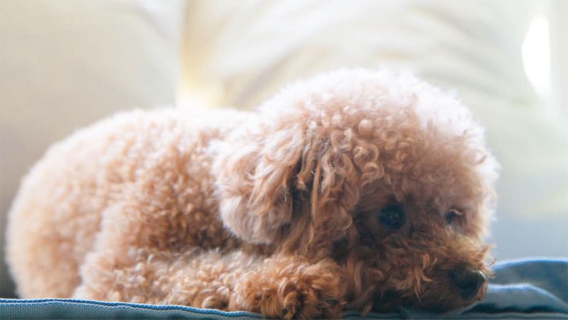 Man who filmed cousin abusing poodle fined for failing to stop the torture