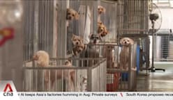8 commercial tenants at The Animal Lodge unsuccessful in renewing lease 