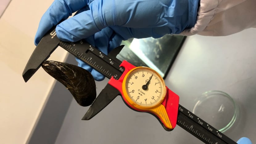 Alien mussel species could hurt local fish farmers