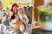 Home-Based HDB Cafe With ‘Totoro’ Cat & Studio Ghibli Vibes Serves Matcha & Coffee From $3