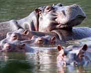 Indian billionaire's son offers home for Escobar's hippos