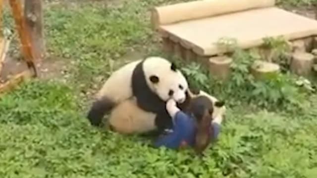 网红大熊猫突“围攻”保育员 同事急忙助脱困
