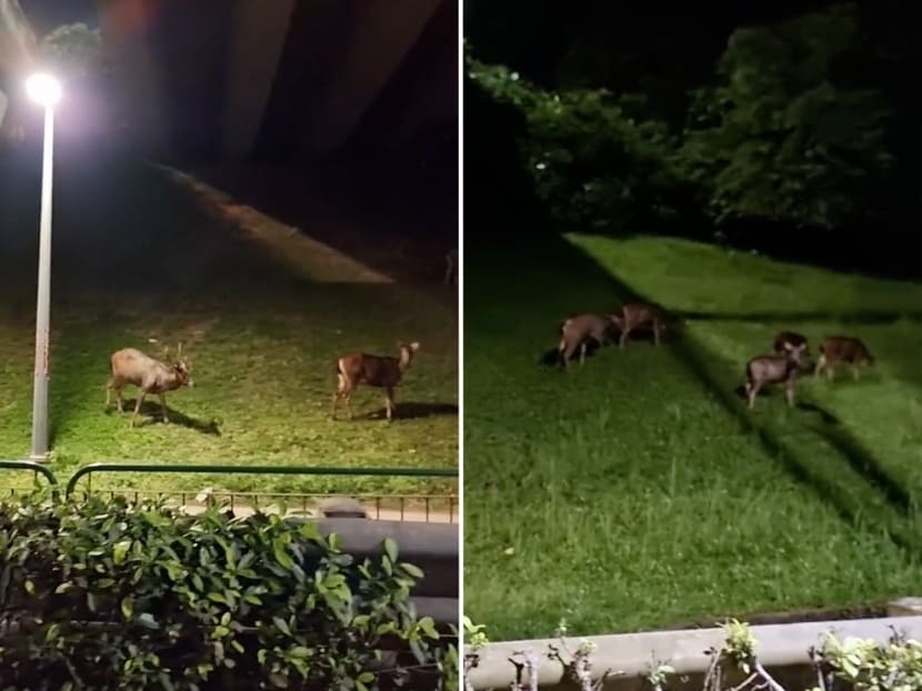 A herd of sambar deer was captured grazing openly along the Bukit Timah Expressway in a TikTok video by Mr Jason Ng.
