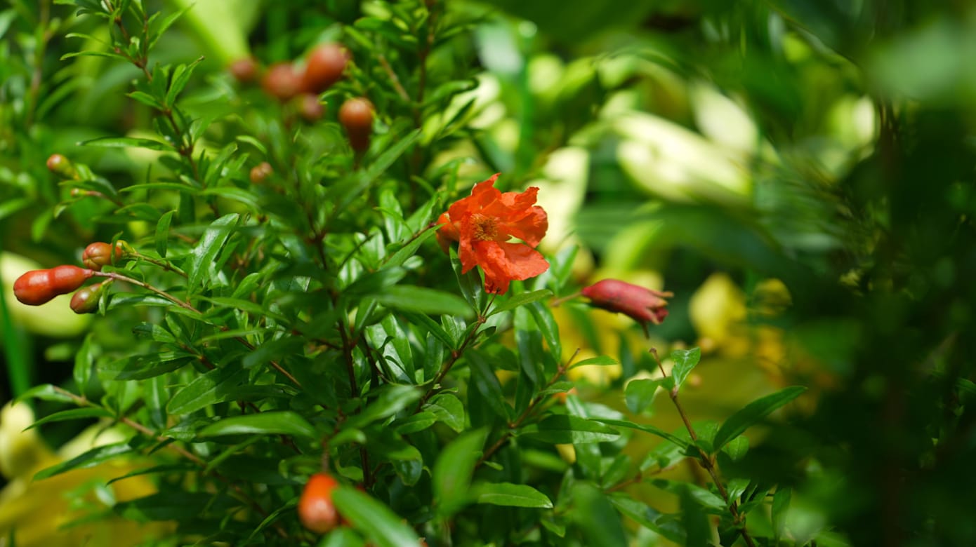 游客到花卉展可欣赏到46种，超过7000株百合花。（图：滨海湾花园）