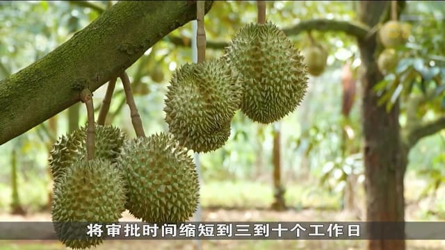 越南加强榴梿数码化管理 确保出口来源可追溯