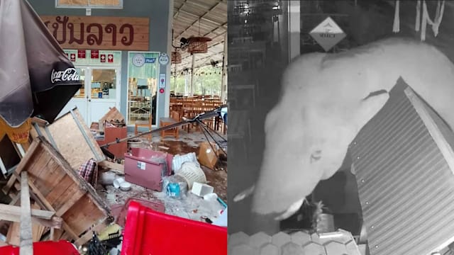 泰国米其林必比登餐馆  遭野象闯入觅食与破坏