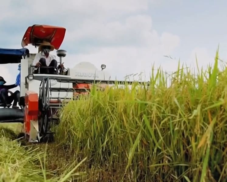 Vietnam rushes to grow more rice as demand soars following India’s export ban