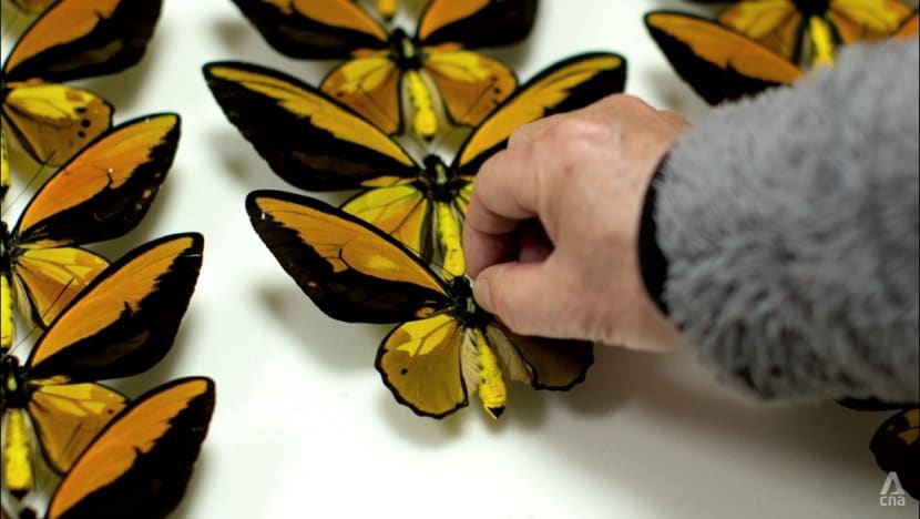 ‘It’s hard to be satisfied with just one’: What’s driving the black market for butterflies in Asia? ‘It’s hard to be satisfied with just one’: What’s driving the black market for butterflies in Asia?
