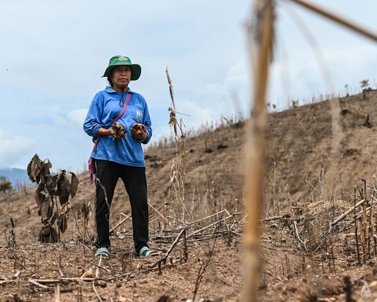 IN FOCUS: Insatiable global meat appetite leaves Thai farmland scarred, rural communities in the dust