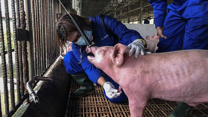 Indonesia developing serum against African swine fever virus after outbreak in major farm near Batam Indonesia developing serum against African swine fever virus after outbreak in major farm near Batam