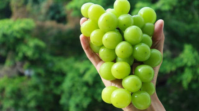 进口我国阳光玫瑰葡萄 食品局未发现农药残留量超标