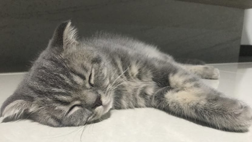 Man fined S$10,000 for not feeding pet cat for more than a month, causing it to die Man fined S$10,000 for not feeding pet cat for more than a month, causing it to die