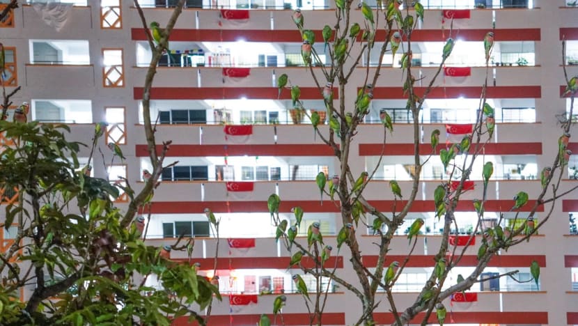 Not leaves but birds: Parakeets occupy trees in Choa Chu Kang as population grows