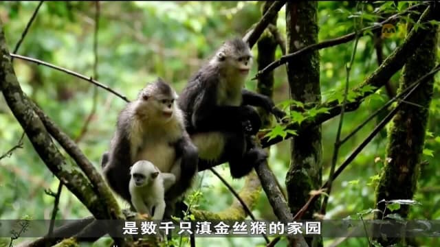 云南采纳新科技 以加强保护“雪域精灵”滇金丝猴