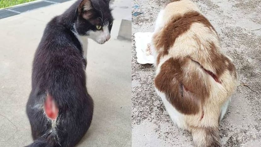 Lelaki 37 tahun ditangkap berhubung siri kes aniaya kucing di Ang Mo Kio