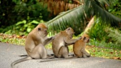 Related article image