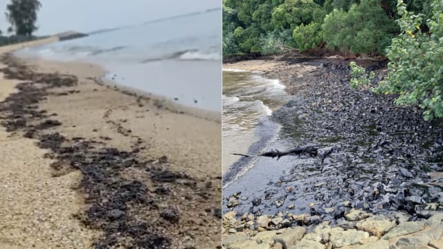 除了圣淘沙 我国多处海滩也出现油渍