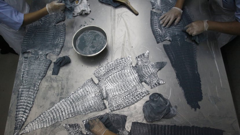 Singapore tanneries: Africa’s largest market for reptile skins in Asia