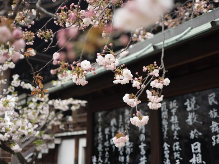 Japan's Govenor of Tokyo Yuriko Koike urged people to refrain from traditional "hanami" parties where friends and family gather under cherry blossom trees for copious quantities of food and drink. Japan's Govenor of Tokyo Yuriko Koike urged people to refrain from traditional "hanami" parties where friends and family gather under cherry blossom trees for copious quantities of food and drink.