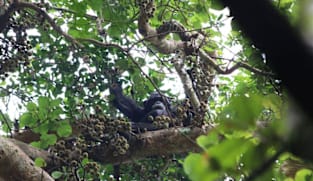 Wild chimps eating fermenting fruit get a surprising slug of alcohol