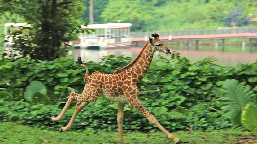 First giraffe calf in 28 years born at Singapore Zoo