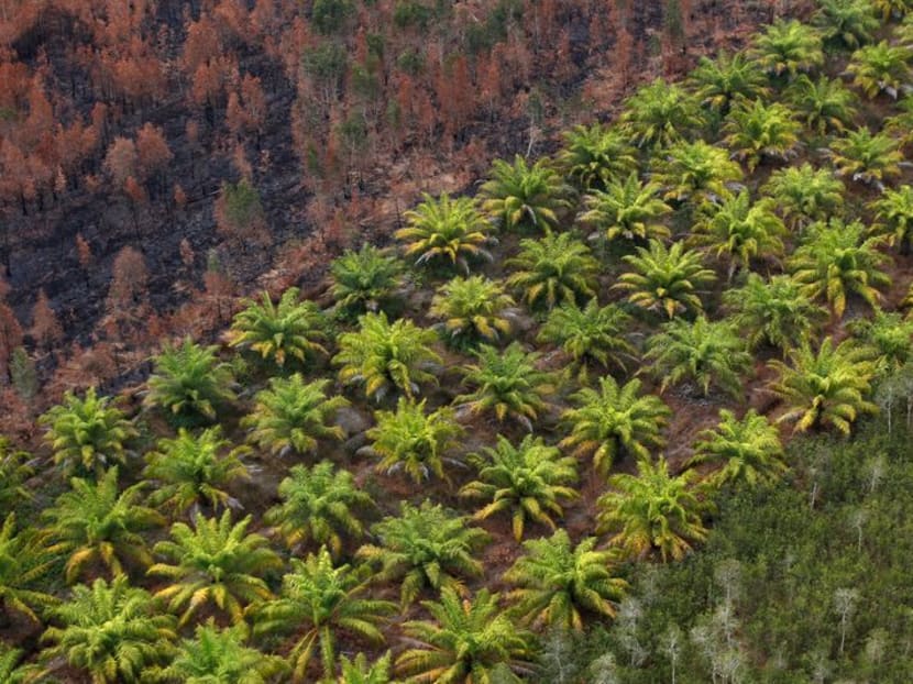 Scrapping oil palm moratorium raises doubt over Indonesia's green commitments: Environmentalists