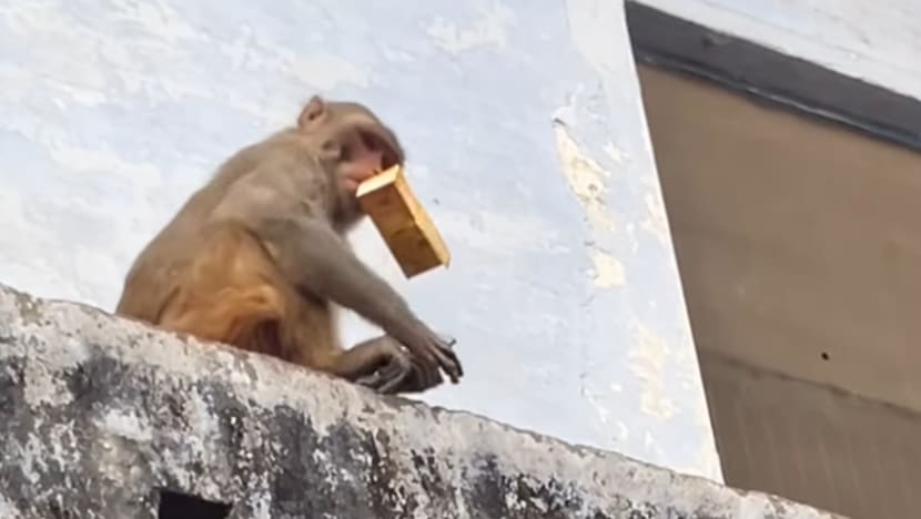 கைத்தொலைபேசியைப் பறித்துச்சென்ற குரங்கின் சேட்டை கைத்தொலைபேசியைப் பறித்துச்சென்ற குரங்கின் சேட்டை
