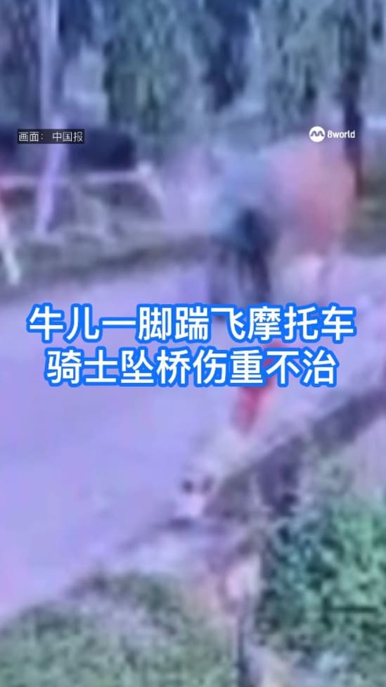 牛儿一脚踹飞摩托车 马国骑士坠桥伤重不治