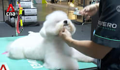 Pet grooming industry: Association working on consistent, clearer pathways to qualify as groomer 
